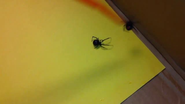 2 Black Widows смотреть онлайн