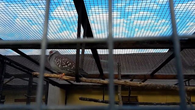Крапчатый гвинейский голубь Speckled Pigeon