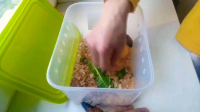 МАДАГАСКАРСКИЕ ТАРАКАНЫ СБЕЖАЛИ смотреть онлайн