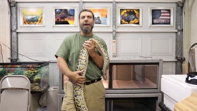 Burmese Python Care and Maintenance смотреть онлайн