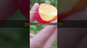 Пробовали такой сорт яблок?