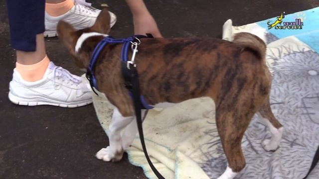 Басенджи, развитие активных действий при добывании корма, в тему мотивации смотреть онлайн