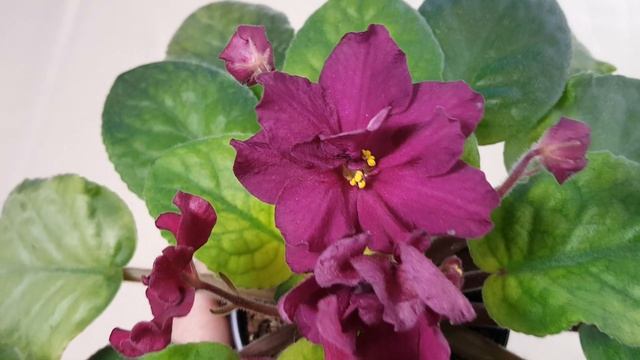 Фиалка Бой Быков голд смотреть онлайн