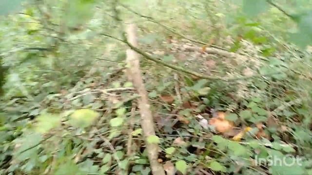 Опятам конец! Все сгнили#сочинцы#лоо2022#грибывсочи смотреть онлайн