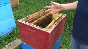 Нужна ли разделительная решётка в улей.