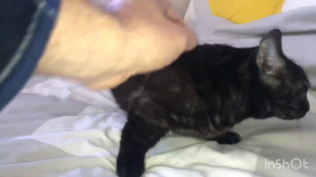 Frankie the curious Munchkin cat смотреть онлайн