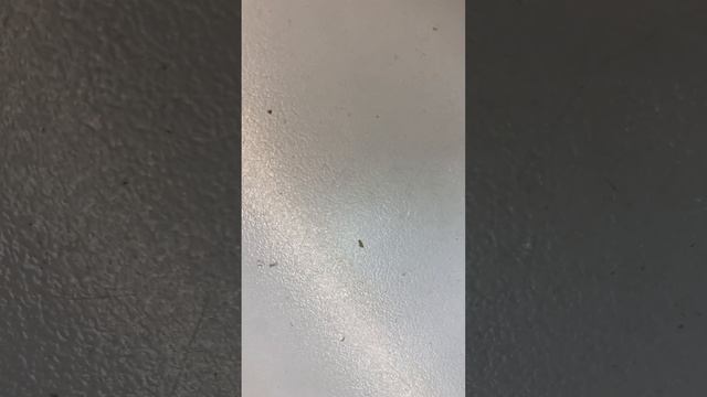 Видеокарта MSI GeForce GTX1060 Gaming 6G смотреть онлайн