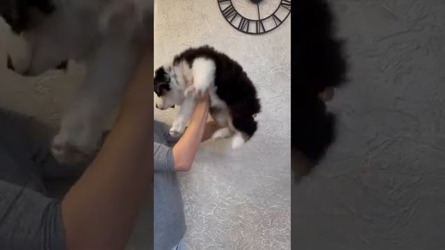 У нас есть Щенки австралийской овчарки.  родились 01.12.2022. РКФ.#аусси #щенки #щенкиркф