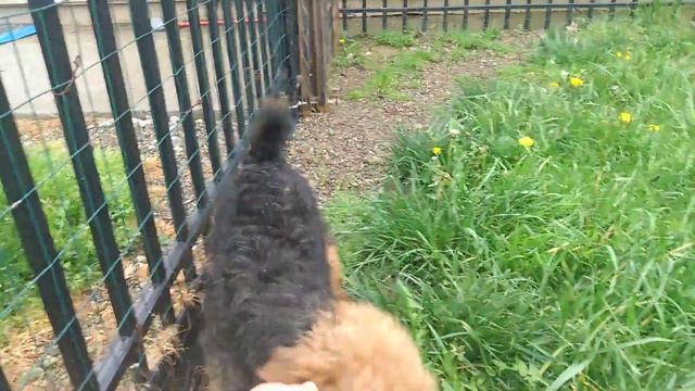 Rosalie the Welsh 2021 смотреть онлайн