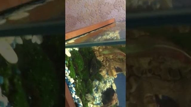 Уличный мох в аквариум,бесплатно и красиво. смотреть онлайн