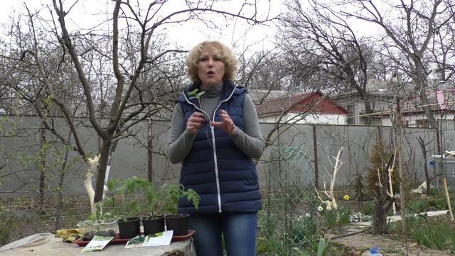 Сделайте так и ваша рассада будет иметь мощную корневую систему за несколько дней смотреть онлайн