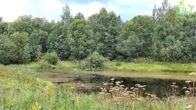 Музыка природы успокаивающая нервную систему Поющие птицы Лесной пруд видео 4К смотреть онлайн