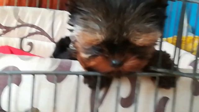 Самый маленький щенок микро размер.Экстра супер мини девочка йорк.Йоркширский терьер супер мини смотреть онлайн