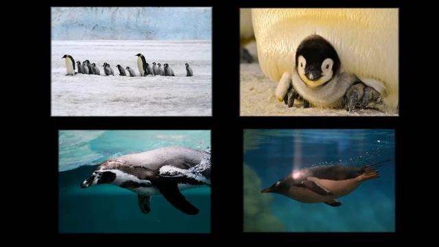 Удивительные, необычные и уникальные животные и растения. Видео для детей 5-8 лет. смотреть онлайн