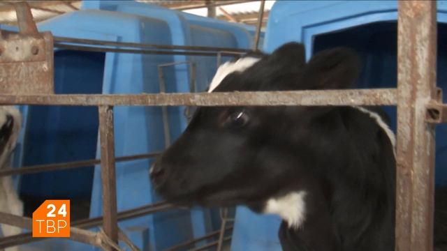 Экскурсия к бурёнкам | Life | ТВР24 | Сергиево-Посадский городской округ смотреть онлайн