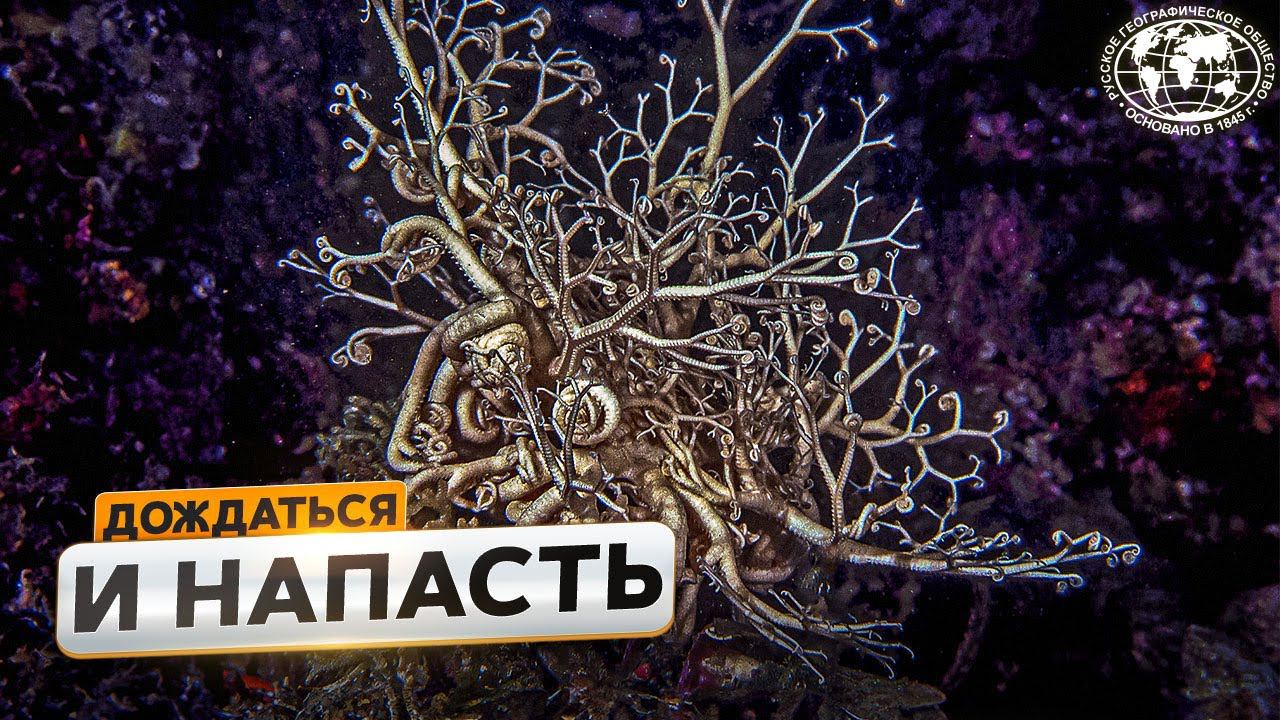 Арктические ждуны | @Русское географическое общество