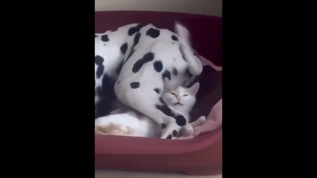 Забавные кубики. Подборка приколов. Vol19 смотреть онлайн