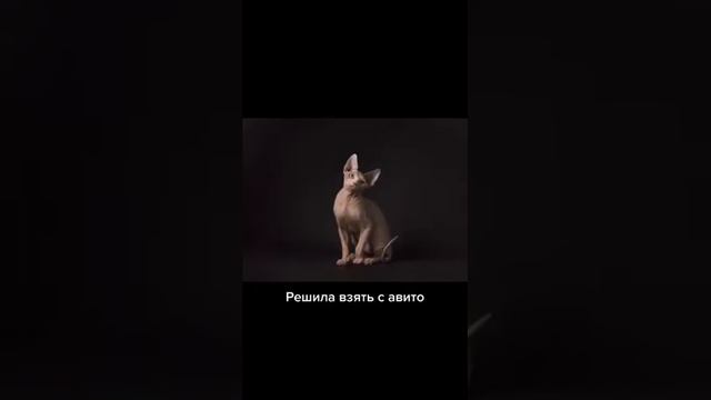 купили сфинкса на авито смотреть онлайн