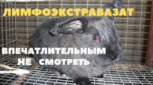 У кролика набухли уши