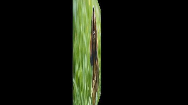 "Старые сказки на новый лад. Как собака друга искала". Видеосказка смотреть онлайн