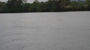 Улыбка крокодила.Smile of crocodile.