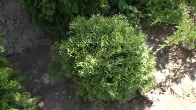 Какие удобрения для хвойных полезно использовать? Как и чем подкормить хвойные растения в саду? смотреть онлайн