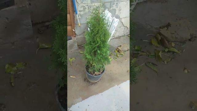 Купила новые растения для сада смотреть онлайн
