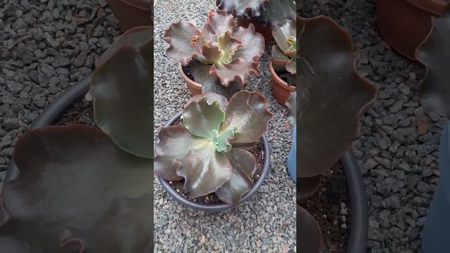 Echeveria Gibbiflora Candy wright смотреть онлайн