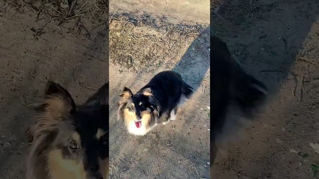 Шелти-прыгучая порода смотреть онлайн