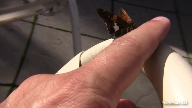 The Butterfly Game - how to handle wild butterflies смотреть онлайн