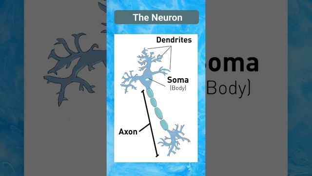 White Matter Vs. Gray Matter - What's the Difference? - Brain Bits смотреть онлайн