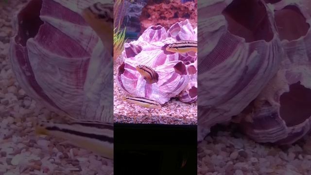 Ку Ку мой мальчик смотреть онлайн