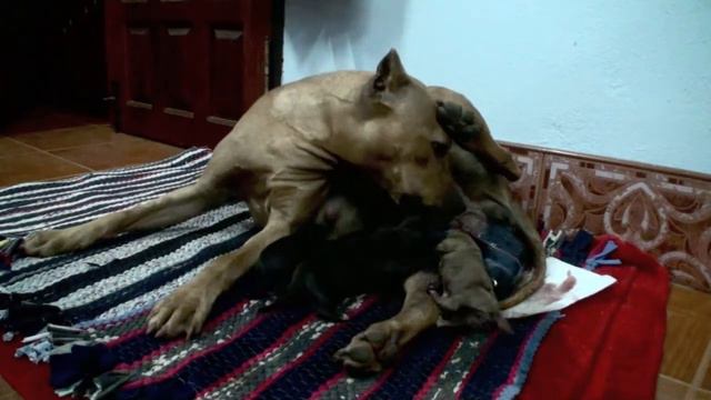 Puppy Birth смотреть онлайн