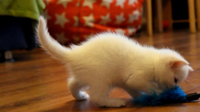 Прямоухая шотландка. Добрая и ласковая девочка. смотреть онлайн