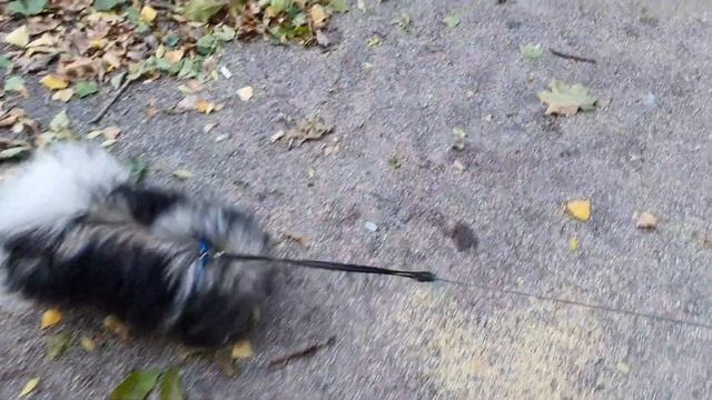 Шпиц Джесси и Чихуахуа Бусинка гуляем в парке))) смотреть онлайн