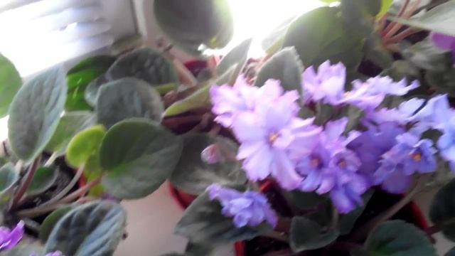 комнатные фиалки (СЕНПОЛИЯ) смотреть онлайн