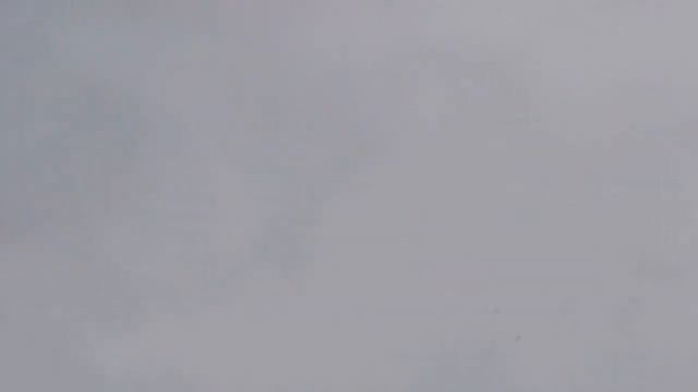 Ястреб Тетеревятник атакует голубей/Goshawk Attacks Pigeons