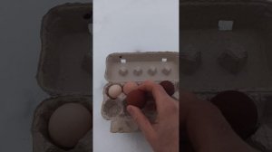 Маран. Отзыв о породе кур