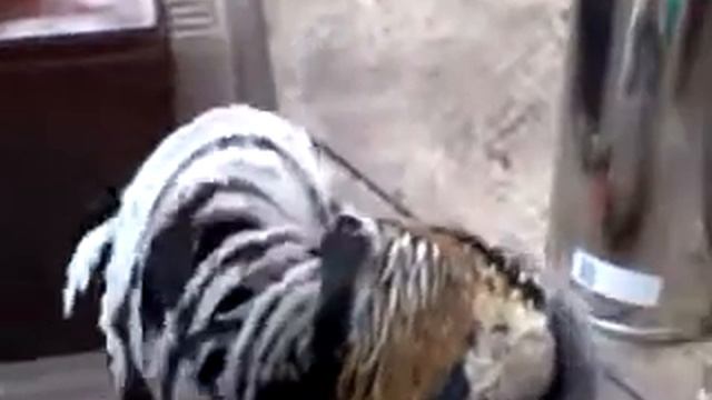 Петух нападает на своё отражение смотреть онлайн