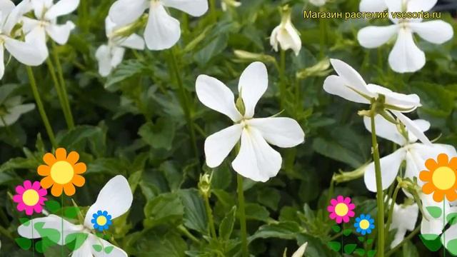 Виола рогатая Альба Минор. Краткий обзор, описание характеристик viola alba minor Alba Minor смотреть онлайн