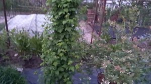 Подвязка чёрной малины Кумберленд "столбиком"