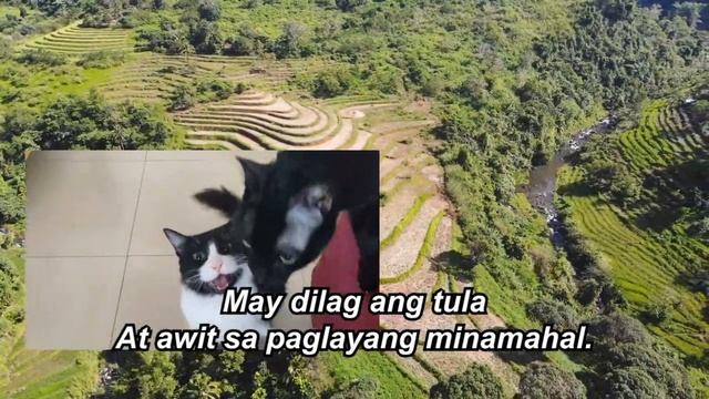 Philippine National Anthem With Lyrics - Cats Song Cover смотреть онлайн