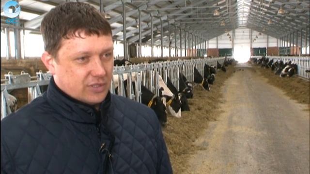 Состояние копыт коровы напрямую связано с количеством молока, которое она даёт смотреть онлайн