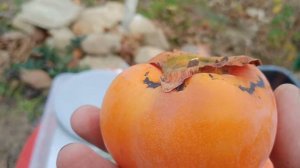 Впервые в YouTube: пробуем хурму "Память Черняева" и убираем урожай.