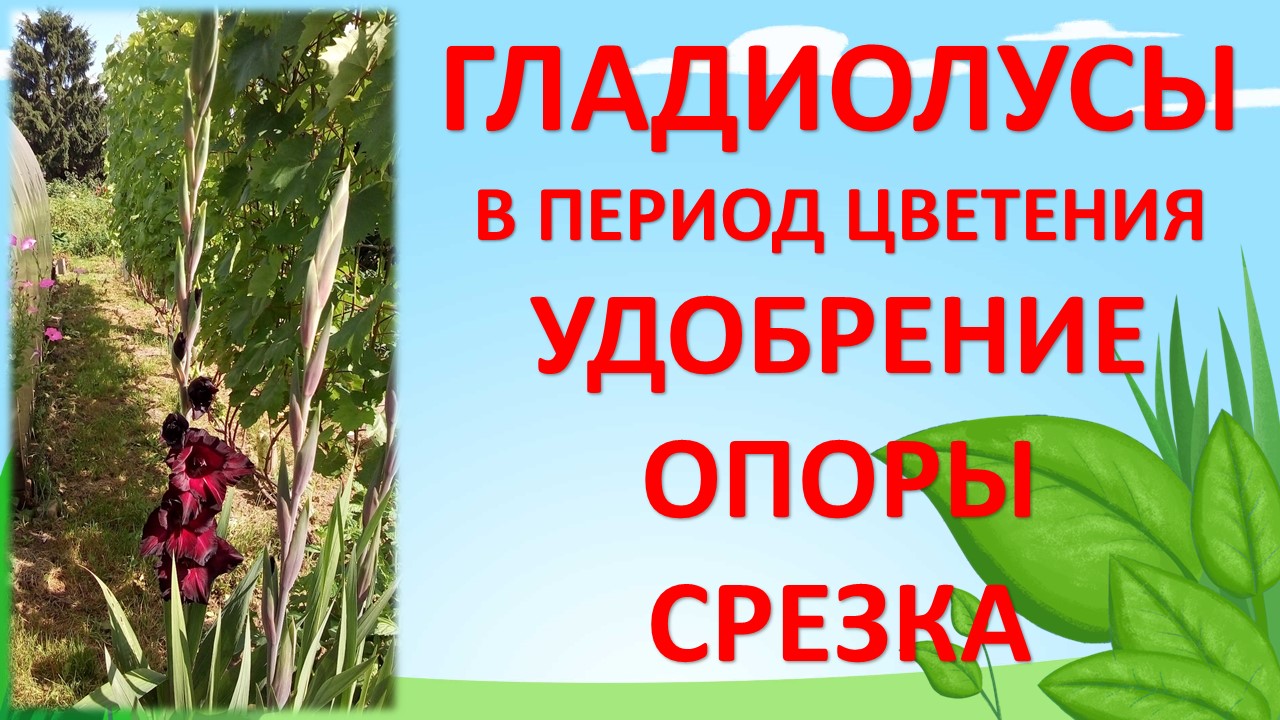 Гладиолусы уход выращивание во время цветения летом на даче. Как выращивать гладиолусы летом.