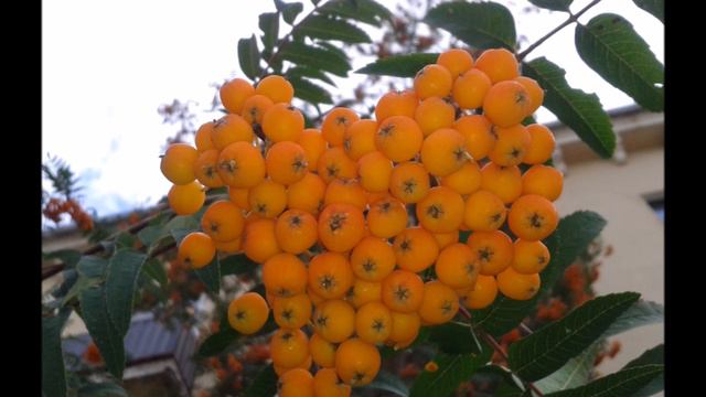 8. Meditācija - "Dvēseles daļu sakārtošana vienotā veselumā" (8.līmenis, abas daļas) смотреть онлайн