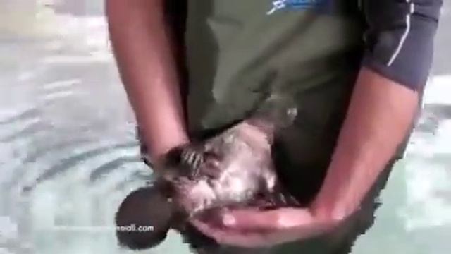 Ручной утконос