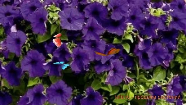 Петуния ампельная Опера Блю (opera blyu) ? Опера Блю обзор: как сажать, семена петунии Опера Блю смотреть онлайн
