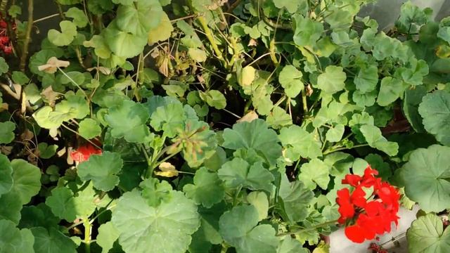 27 мая 2022 - Показываю сад в Сибири. Часть 1. Хосты, бруннера, флоксы и также многое другое смотреть онлайн