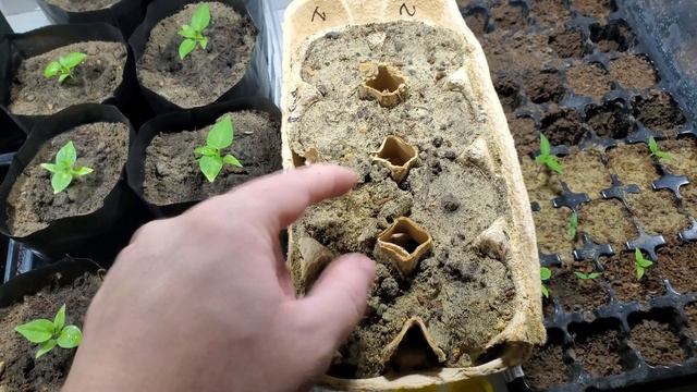 Дрожжевая подкормка для огурцов, перцев, томатов и баклажанов. смотреть онлайн